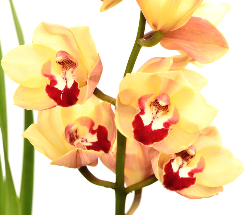 Cymbidium Winter Wonder x Valley Splush'awesome