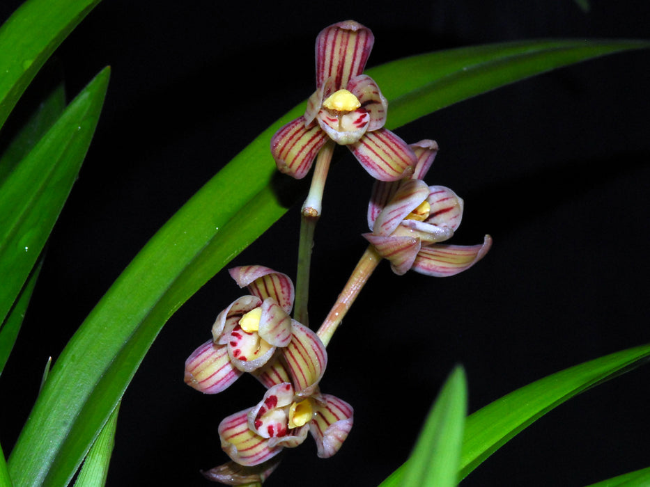 Cymbidium ensifolium