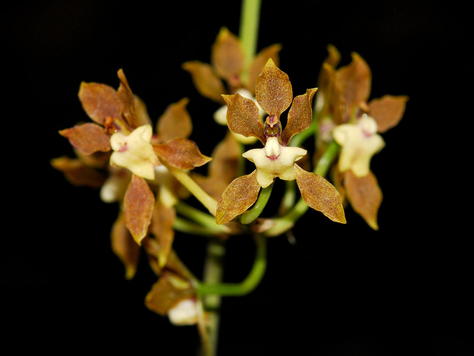 Cyrtochilum confertum