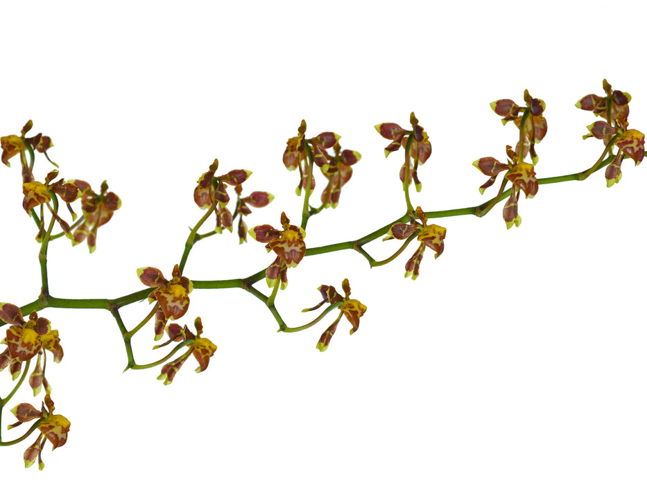 Cyrtochilum flexuosum