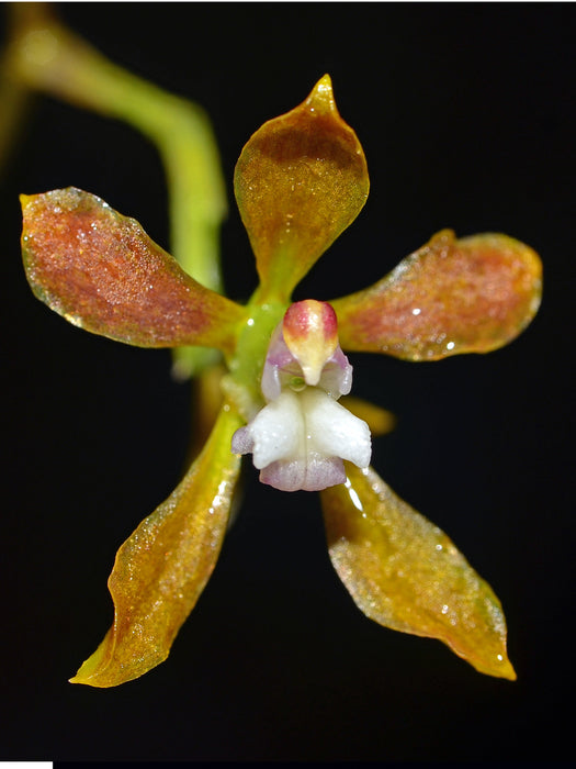 Cyrtochilum funis