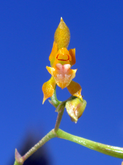 Cyrtochilum graminoides