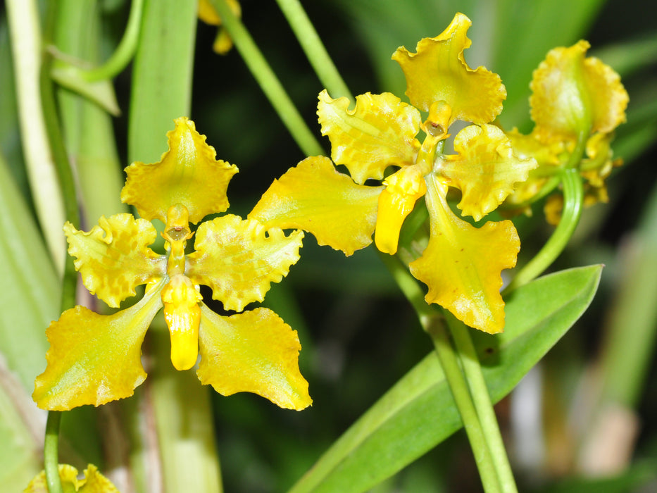 Cyrtochilum grandiflorum