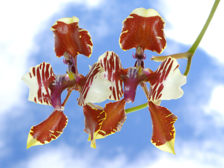 Cyrtochilum halteratum