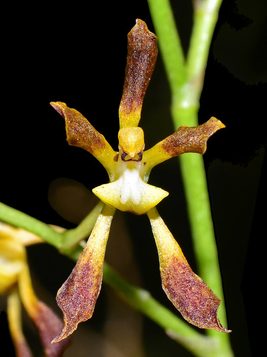 Cyrtochilum ligulatum