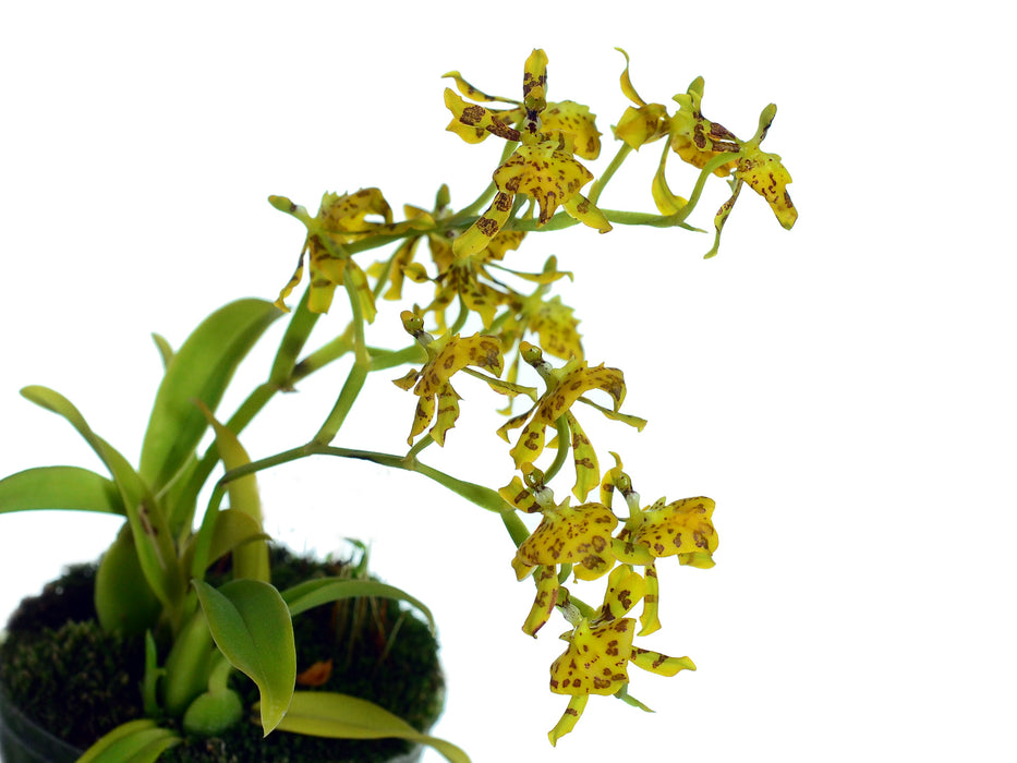 Cyrtochilum meirax