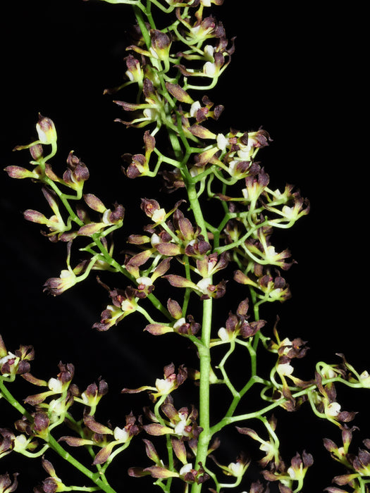 Cyrtochilum myanthum