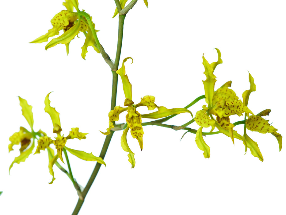 Cyrtochilum pardinum