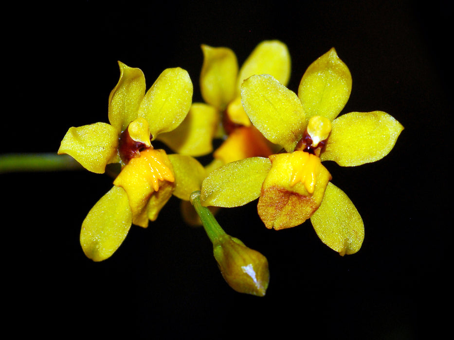 Cyrtochilum viminale