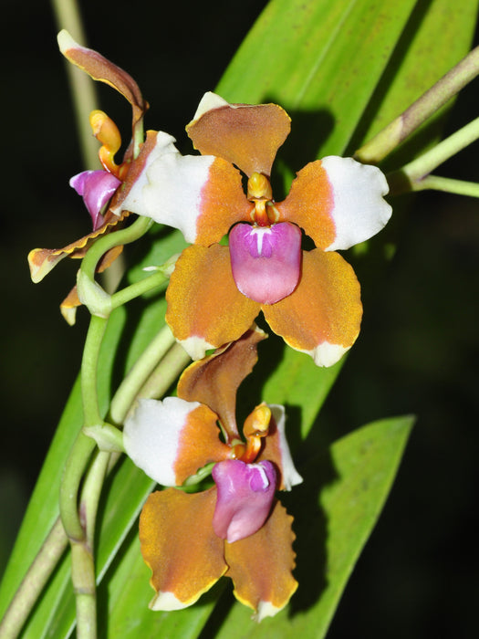 Cyrtochilum volubile