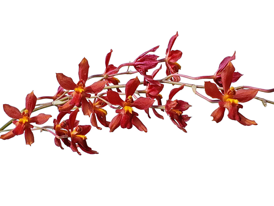 Cyrtocidium Doña Maquito