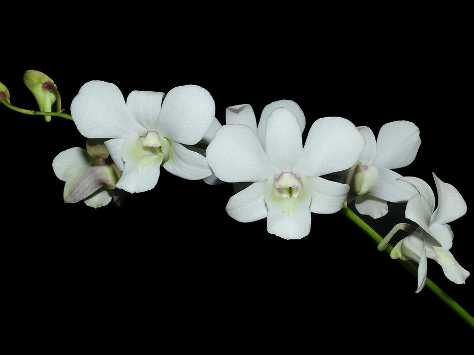 Dendrobium Allegra