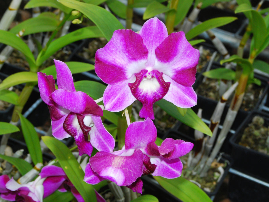 Dendrobium Anucha Flare