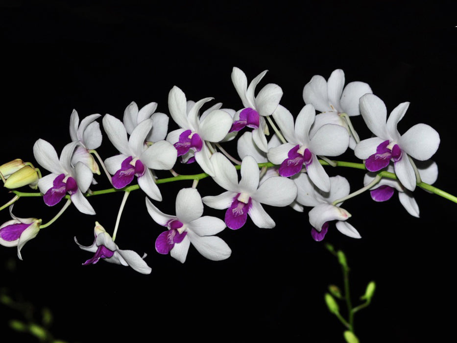 Dendrobium Burana Charming