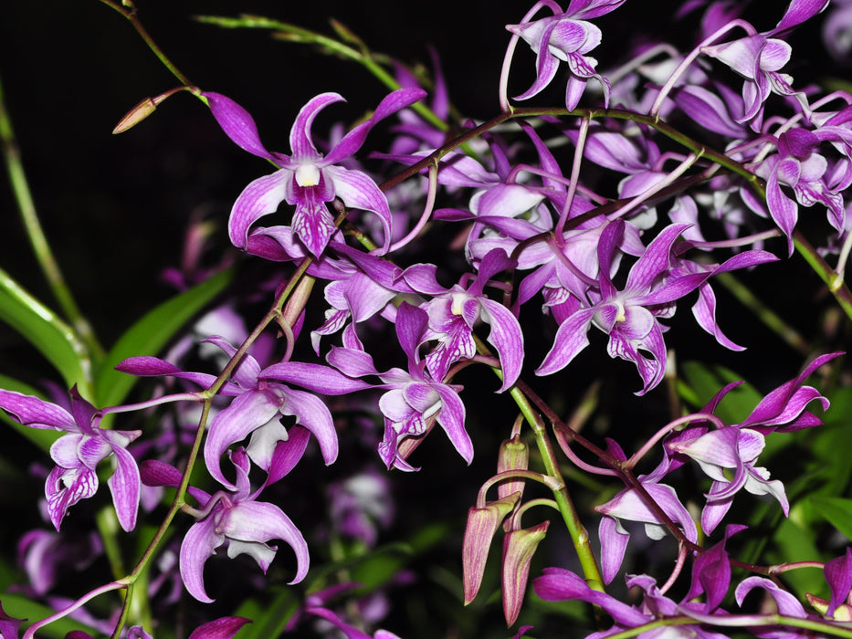 Dendrobium Caesar Stripe Rosado