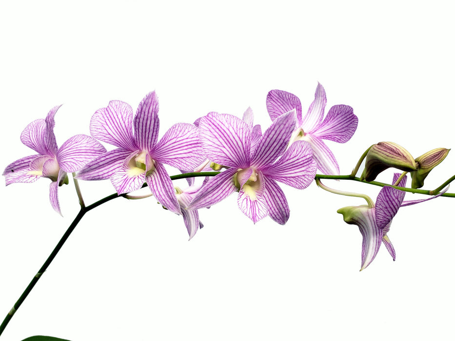 Dendrobium Candy Stripe #1