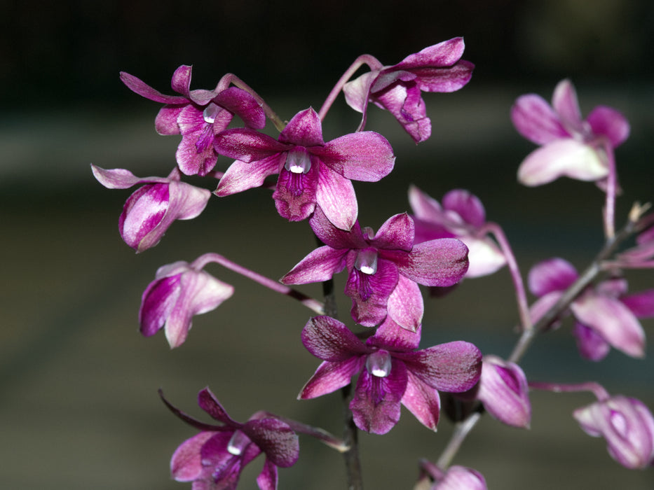 Dendrobium Cooper Queen Takamikodama