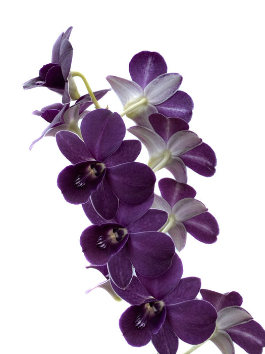 Dendrobium Dark Blue by Chai