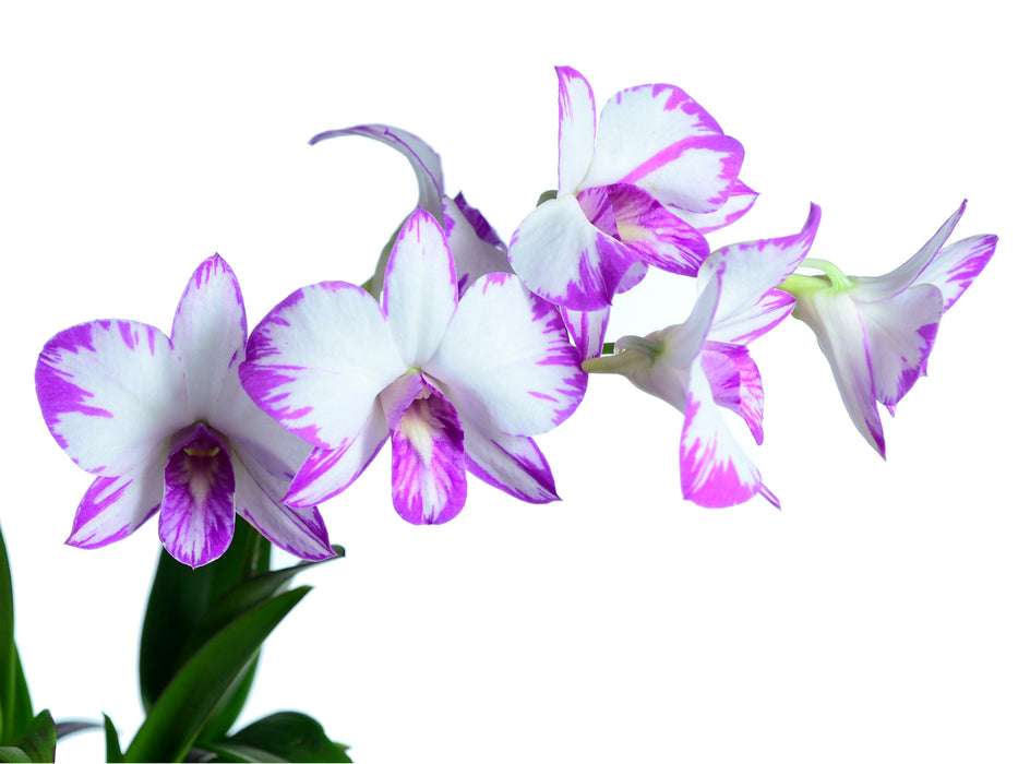 Dendrobium Enobi Purple