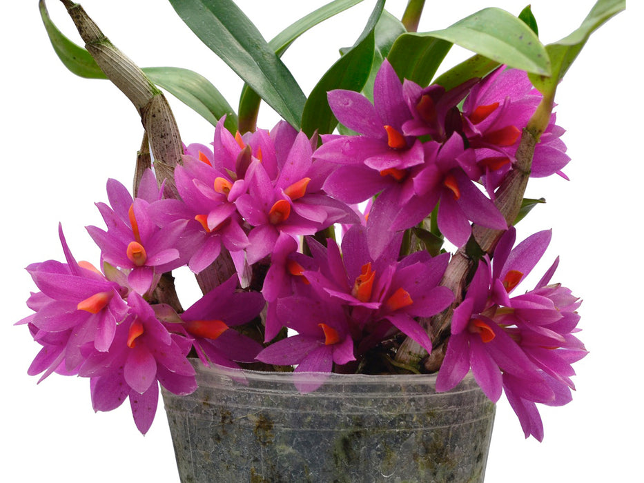 Dendrobium Hibiki