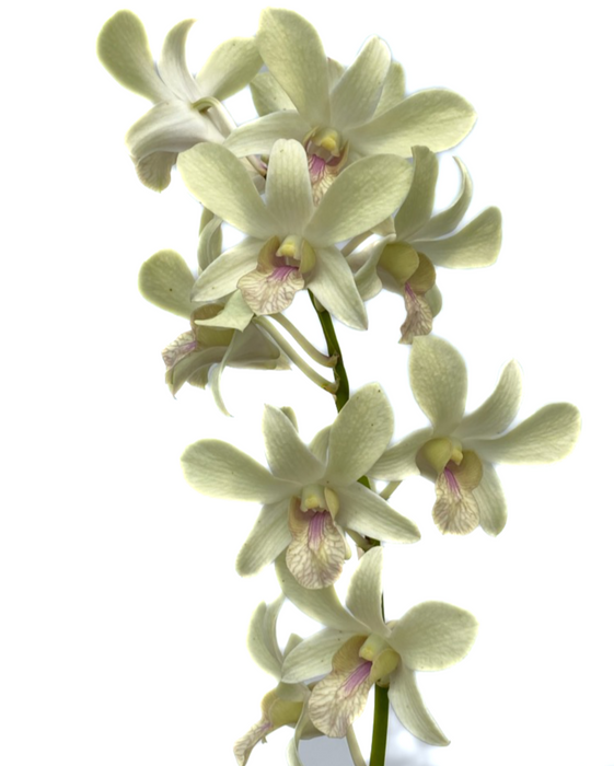 Dendrobium Imelda Jade Ecuagenera x Den. Esmerald Fantasy