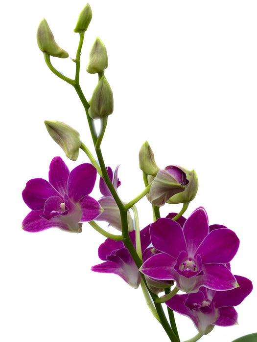 Dendrobium Kanitha Pink