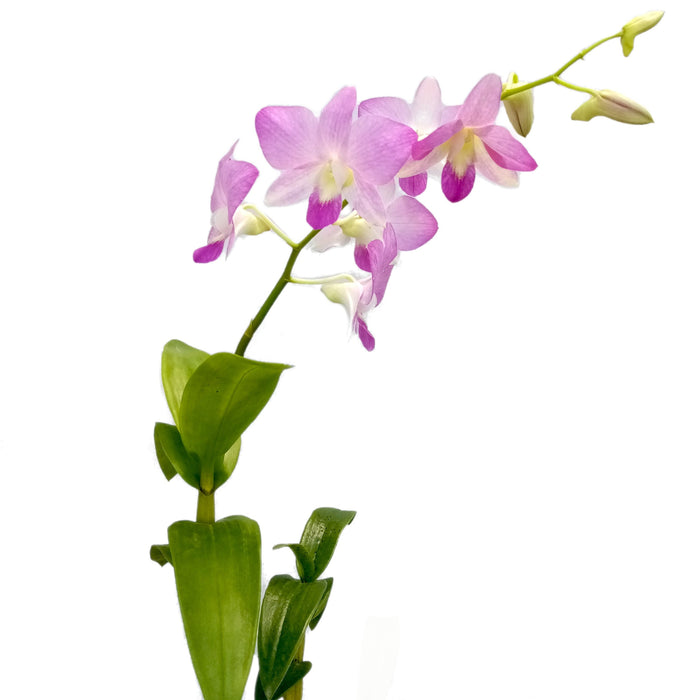 Dendrobium Lady Pink