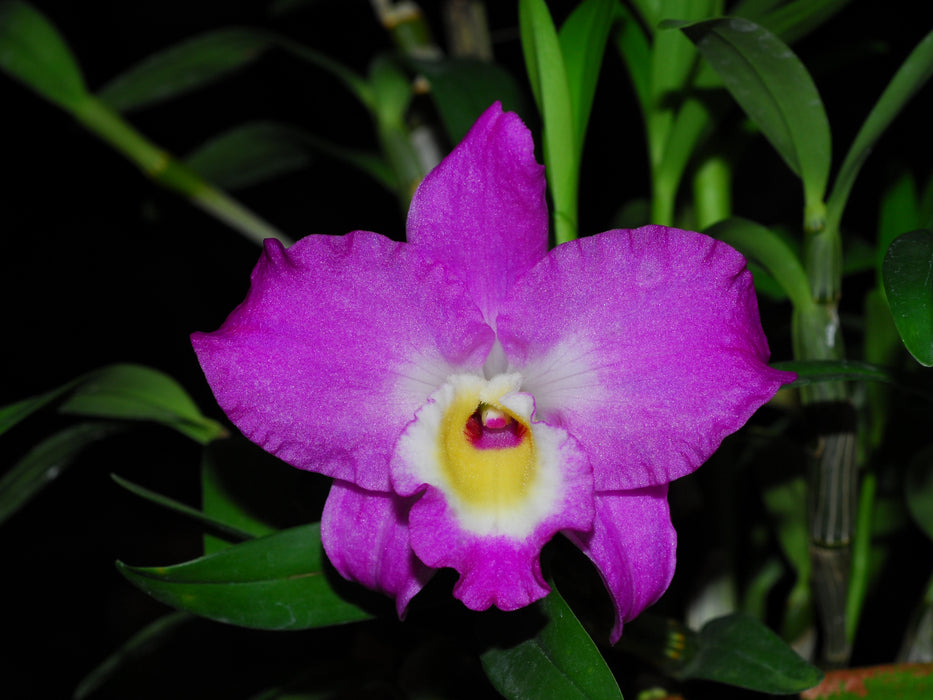 Dendrobium Lovely Virgin # 2 h00399