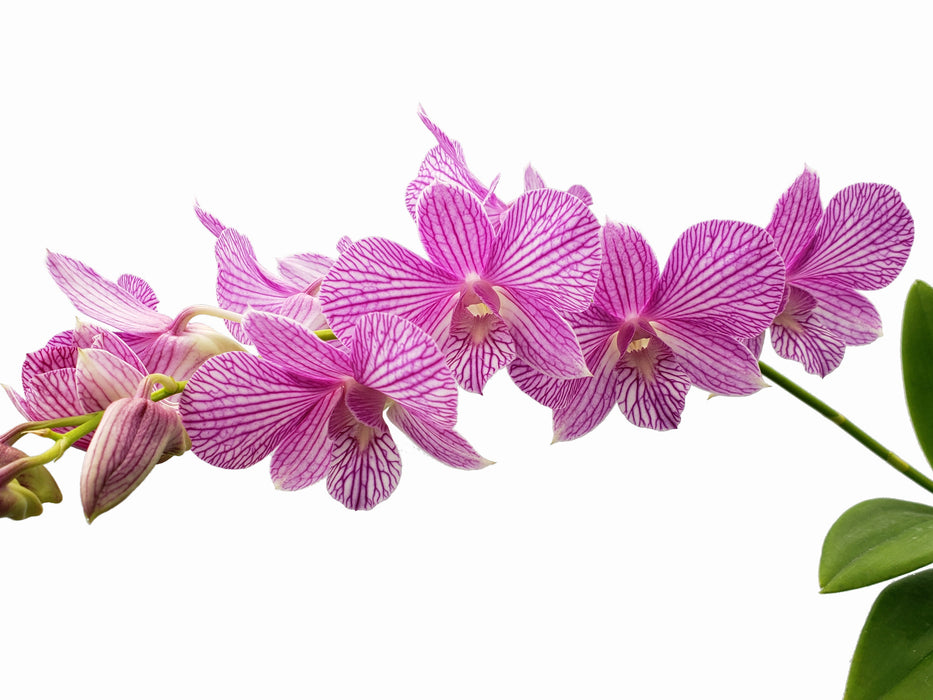 Dendrobium Madame Vipar x Candy Stripe x Thailand Stripe x Den. Caesar Stripe