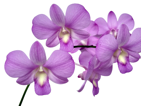 Dendrobium Mikatsu Pink