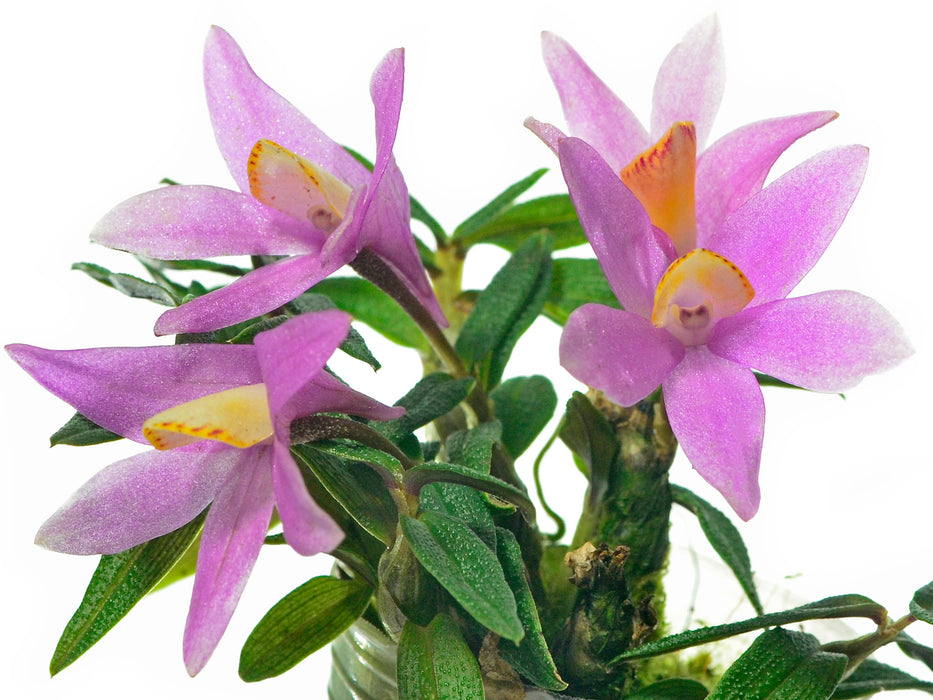 Dendrobium Mountain Magic f. pink