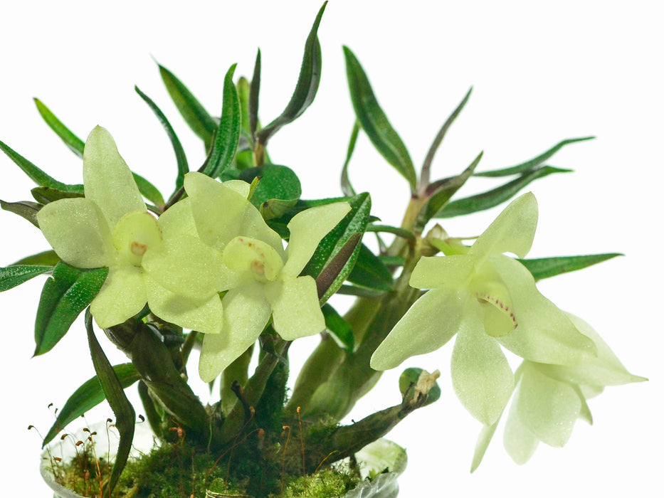 Dendrobium Mountain Magic f. alba