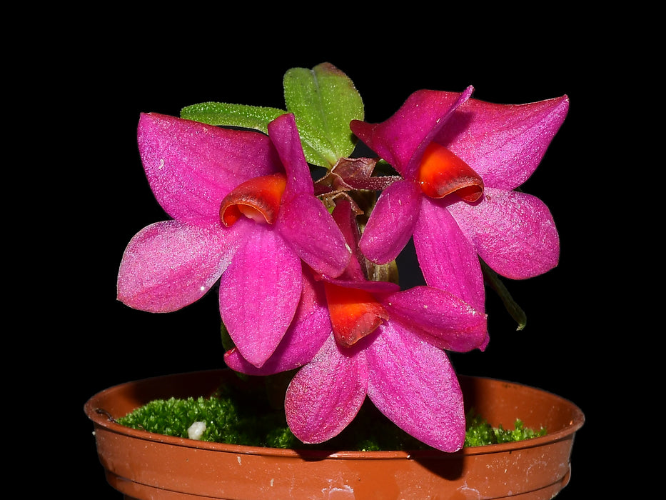 Dendrobium Mtn's Butterfly Kisses pink