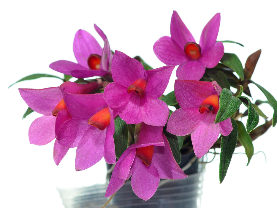 Dendrobium Mtn's Butterfly Kisses pink