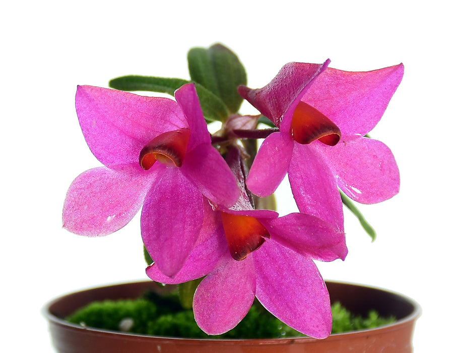 Dendrobium Mtn's Butterfly Kisses pink