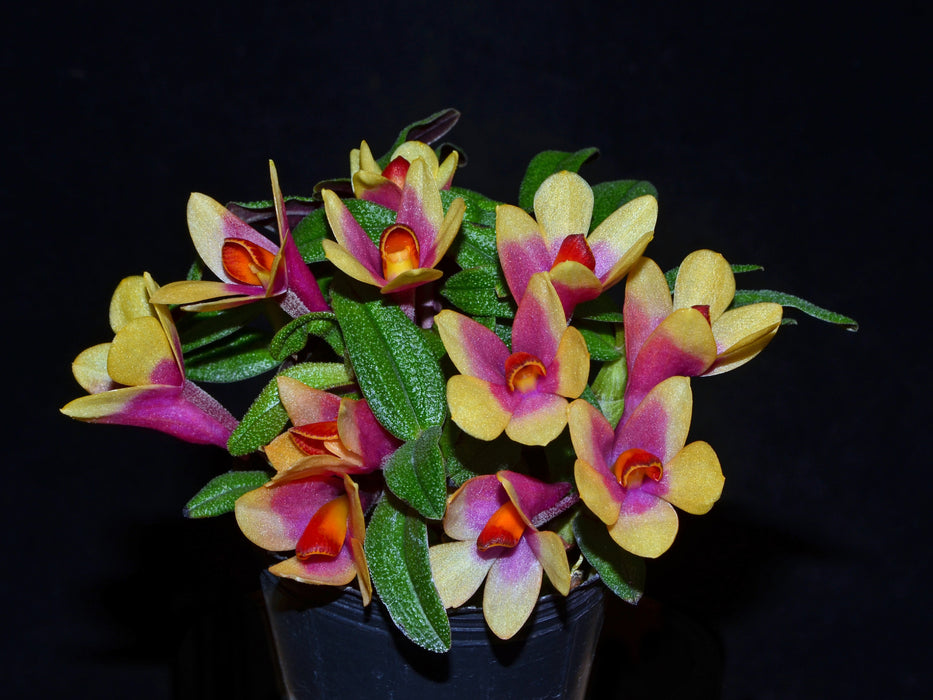 Dendrobium Nagomi yellow light red