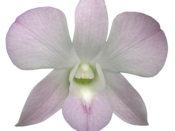 Dendrobium Omu Pink