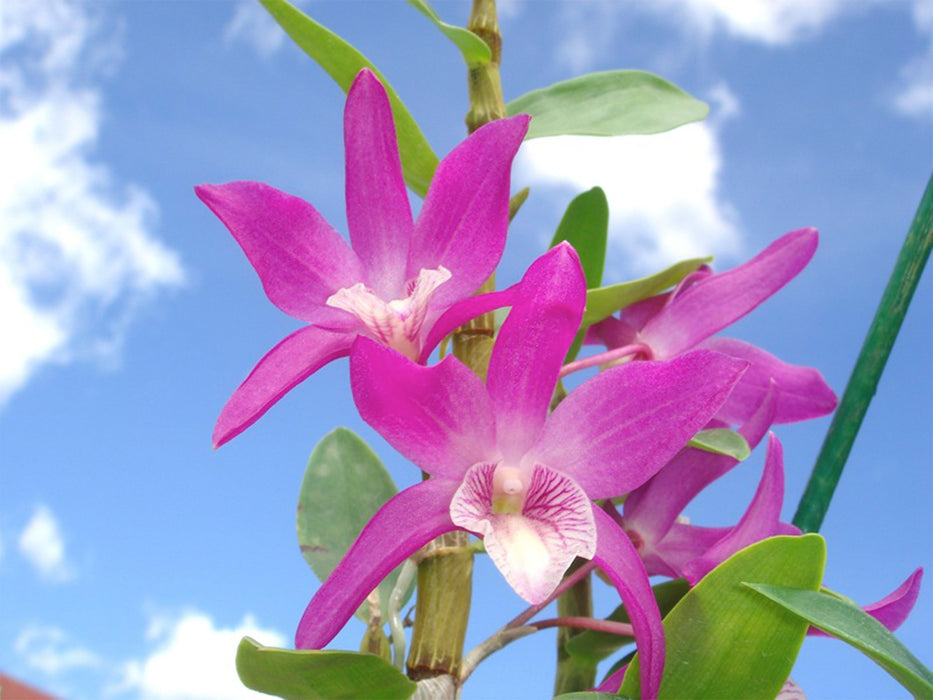 Dendrobium Rainbow Dance 'Akane'