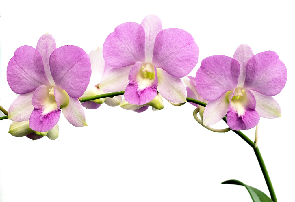 Dendrobium Rattana Pink