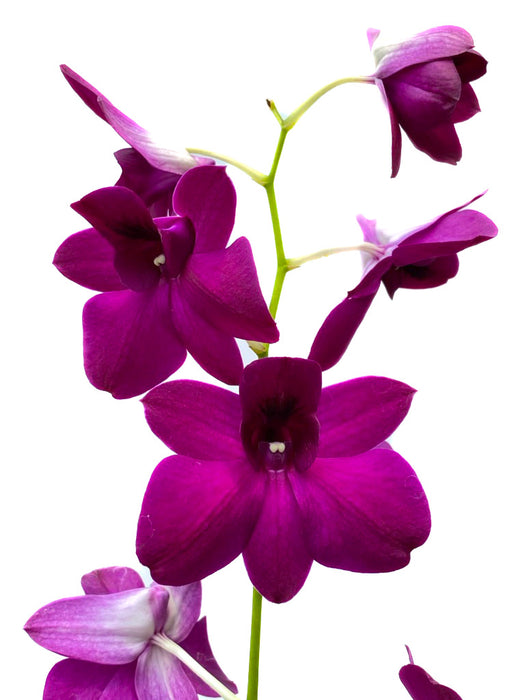 Dendrobium Sabine Compactum