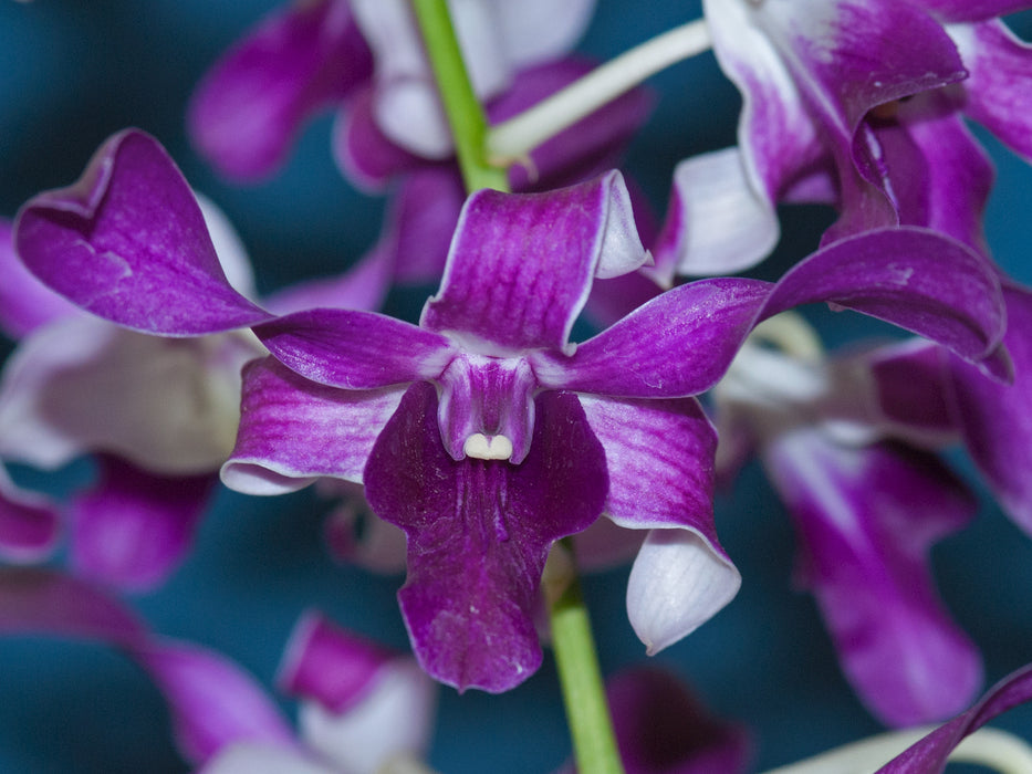 Dendrobium Tory Mikami x Halowa Beuty x Betty Gott