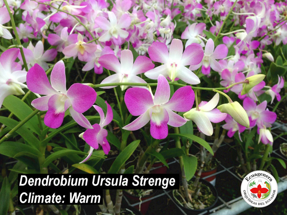 Dendrobium Ursula Strenge