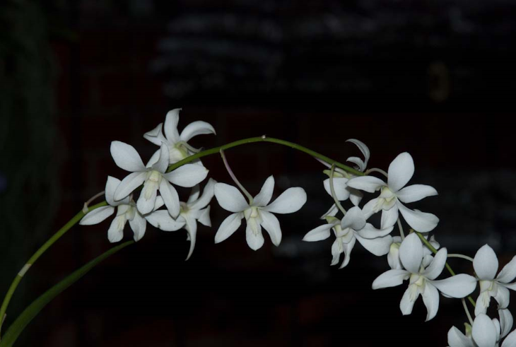 Dendrobium White Angel Ec