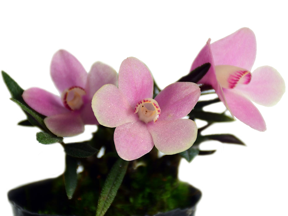 Dendrobium Pepe Portilla