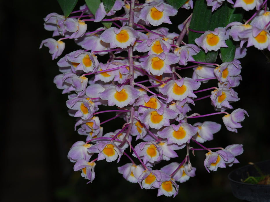 Dendrobium amabile