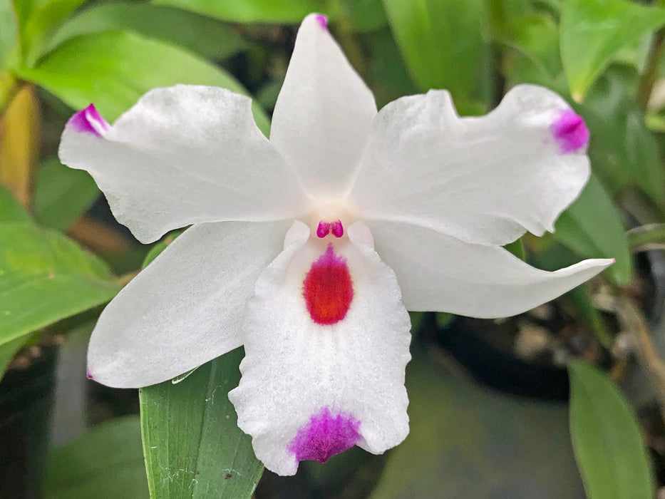 Dendrobium annae