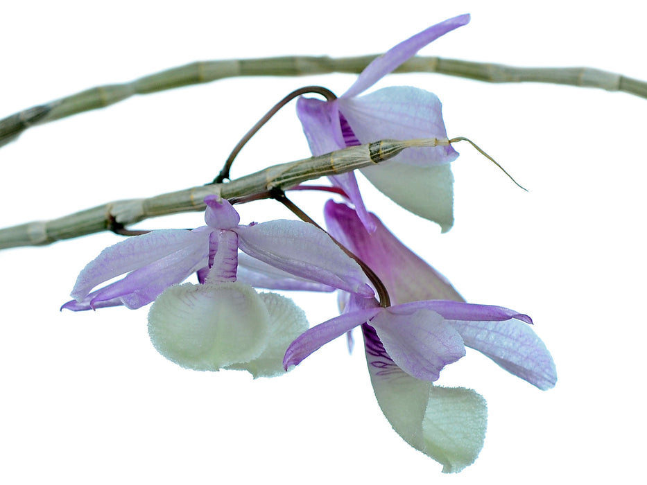 Dendrobium aphyllum