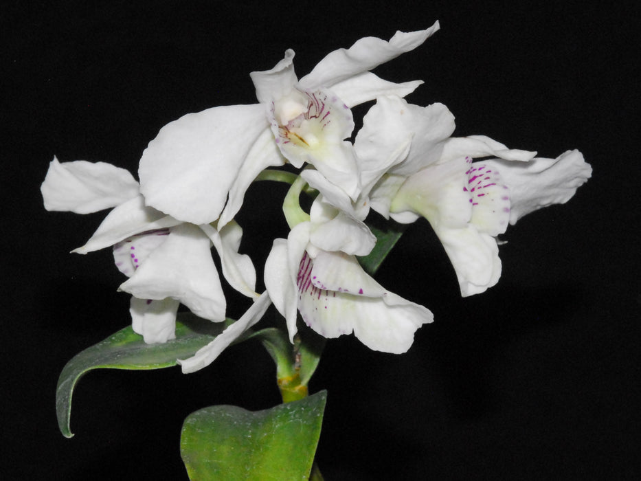 Dendrobium atroviolaceum