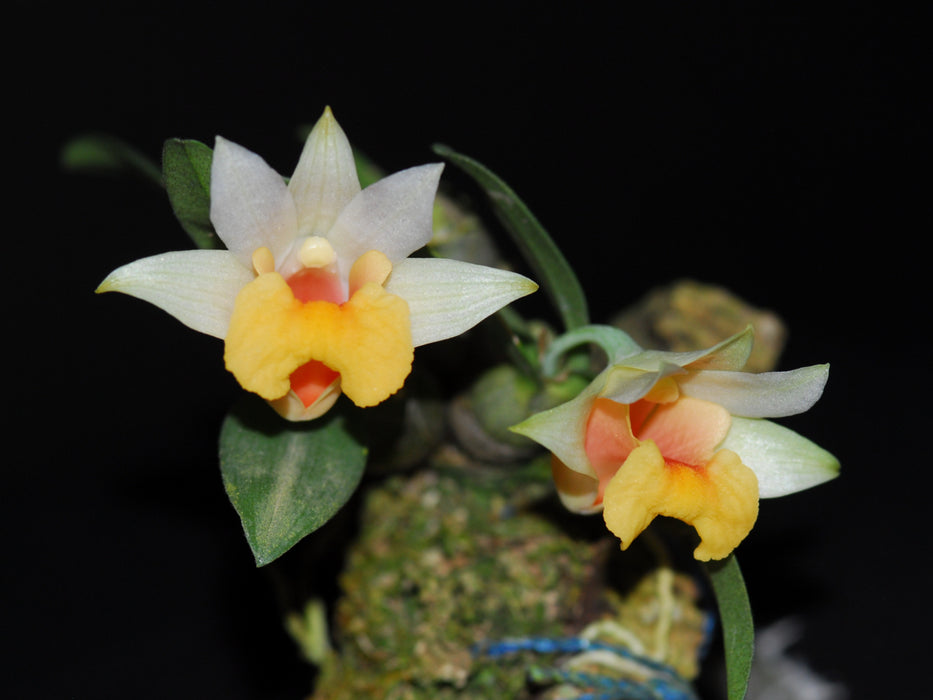 Dendrobium bellatulum