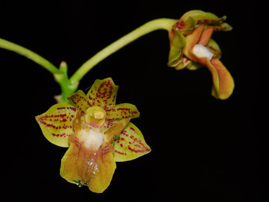 Dendrobium bifalce